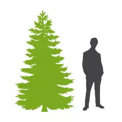 PICEA pungens 'Hoopsii' - Sapin bleu 'Hoopsii', Epicea bleu 'Hoopsii'