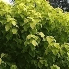 CATALPA bignonioides 'Aurea' - Catalpa boule doré