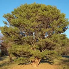 PINUS densiflora 'Umbraculifera' - Pin rouge du Japon