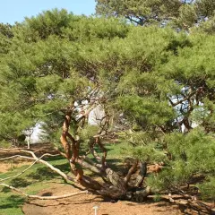 PINUS densiflora 'Umbraculifera' - Pin rouge du Japon