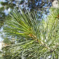 PINUS densiflora 'Umbraculifera' - Pin rouge du Japon