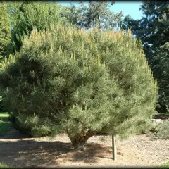 PINUS densiflora 'Umbraculifera' - Pin rouge du Japon