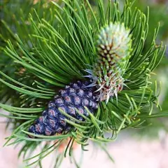 PINUS leucodermis 'Satellit' - Pin de Bosnie fastigié