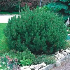 PINUS mugo 'Gnom' - Pin mugho nain 'Gnom'