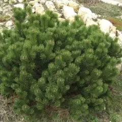 PINUS mugo 'Gnom' - Pin mugho nain 'Gnom'