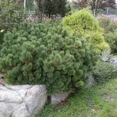 PINUS mugo 'Pumilio' - Pin mugho 'Pumilio'