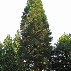 SEQUOIADENDRON giganteum - Séquoia géant