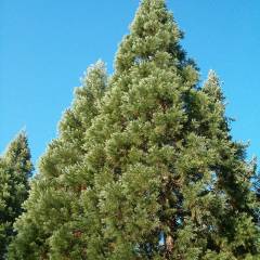 SEQUOIADENDRON giganteum - Séquoia géant