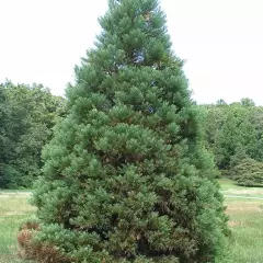 SEQUOIADENDRON giganteum - Séquoia géant