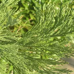 SEQUOIADENDRON giganteum - Séquoia géant