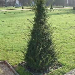 TAXUS baccata - If commun, If d'Angleterre