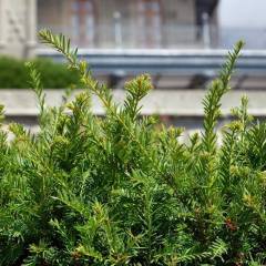 TAXUS baccata - If commun, If d'Angleterre