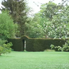 TAXUS baccata - If commun, plante de haie