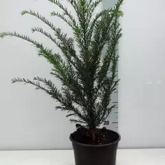 TAXUS baccata - If commun, plante de haie