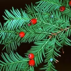 TAXUS baccata - If commun, If d'Angleterre