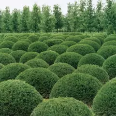 TAXUS baccata - If commun, If d'Angleterre