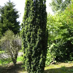 TAXUS baccata 'Fastigiata' - If d'Irlande, If fastigié