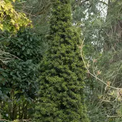 TAXUS baccata 'Fastigiata Aurea' - If d'Irlande, If doré fastigié