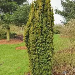 TAXUS baccata 'Fastigiata Aurea' - If d'Irlande, If doré fastigié