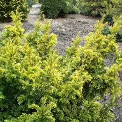 TAXUS baccata 'Semperaurea' - If commun doré