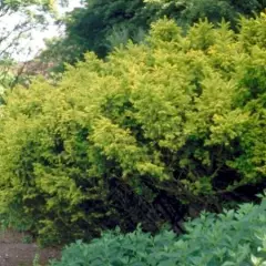 TAXUS baccata 'Semperaurea' - If commun doré