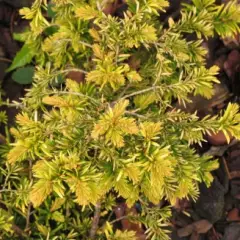 TAXUS baccata 'Semperaurea' - If commun doré