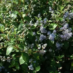 CEANOTHUS delilianus 'Gloire de Versailles' - Céanothe