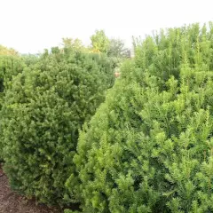 TAXUS media 'Hicksii' - If media 'Hicksii'