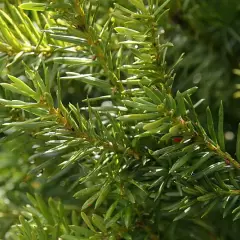 TAXUS media 'Hicksii' - If media 'Hicksii'