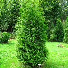 THUJA occidentalis 'Brabant' - Plantes de haie, Thuya du Canada