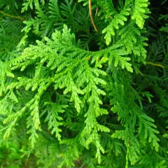 THUJA occidentalis 'Brabant' - Plantes de haie, Thuya du Canada