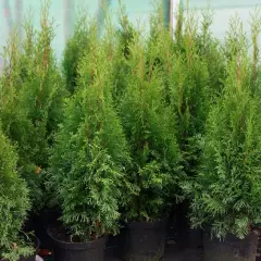 THUJA occidentalis 'Brabant' - Plantes de haie, Thuya du Canada