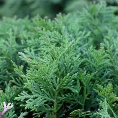 THUJA occidentalis 'Danica' - Thuya occidental 'Danica'