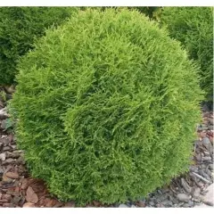 THUJA occidentalis 'Danica' - Thuya occidental 'Danica'