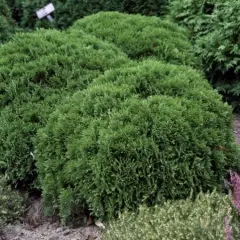 THUJA occidentalis 'Danica' - Thuya occidental 'Danica'