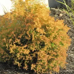 THUJA occidentalis 'Rheingold' - Thuya occidental 'Rheingold'