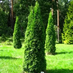 THUJA occidentalis 'Smaragd' - Thuya du Canada , plantes de haie