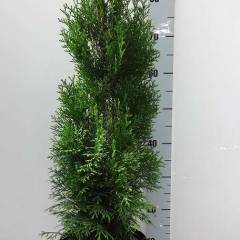 THUJA occidentalis 'Smaragd' - Thuya du Canada , plantes de haie