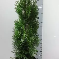 THUJA occidentalis 'Smaragd' - Thuya du Canada , plantes de haie