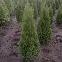 THUJA occidentalis 'Smaragd' - Thuya du Canada , plantes de haie