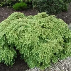 TSUGA canadensis 'Jeddeloh' - Pin ciguë, Sapin du Canada