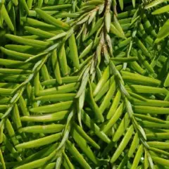 TSUGA canadensis 'Jeddeloh' - Pin ciguë, Sapin du Canada