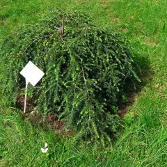 TSUGA canadensis 'Pendula' - Sapin du Canada Pleureur