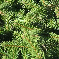 TSUGA canadensis 'Pendula' - Sapin du Canada Pleureur