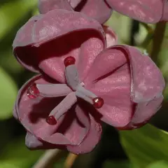 AKEBIA quinata - Akébie à cinq feuilles