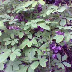 AKEBIA quinata - Akébie à cinq feuilles