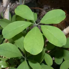 AKEBIA quinata - Akébie à cinq feuilles