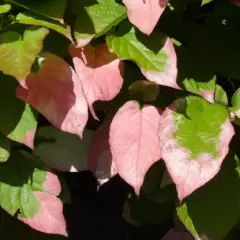 ACTINIDIA kolomikta - Kiwi à feuilles roses