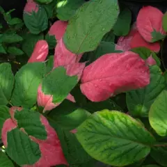 ACTINIDIA kolomikta - Kiwi à feuilles roses