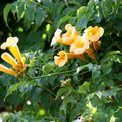 CAMPSIS radicans 'Flava' - Bignone, Trompette de Virginie